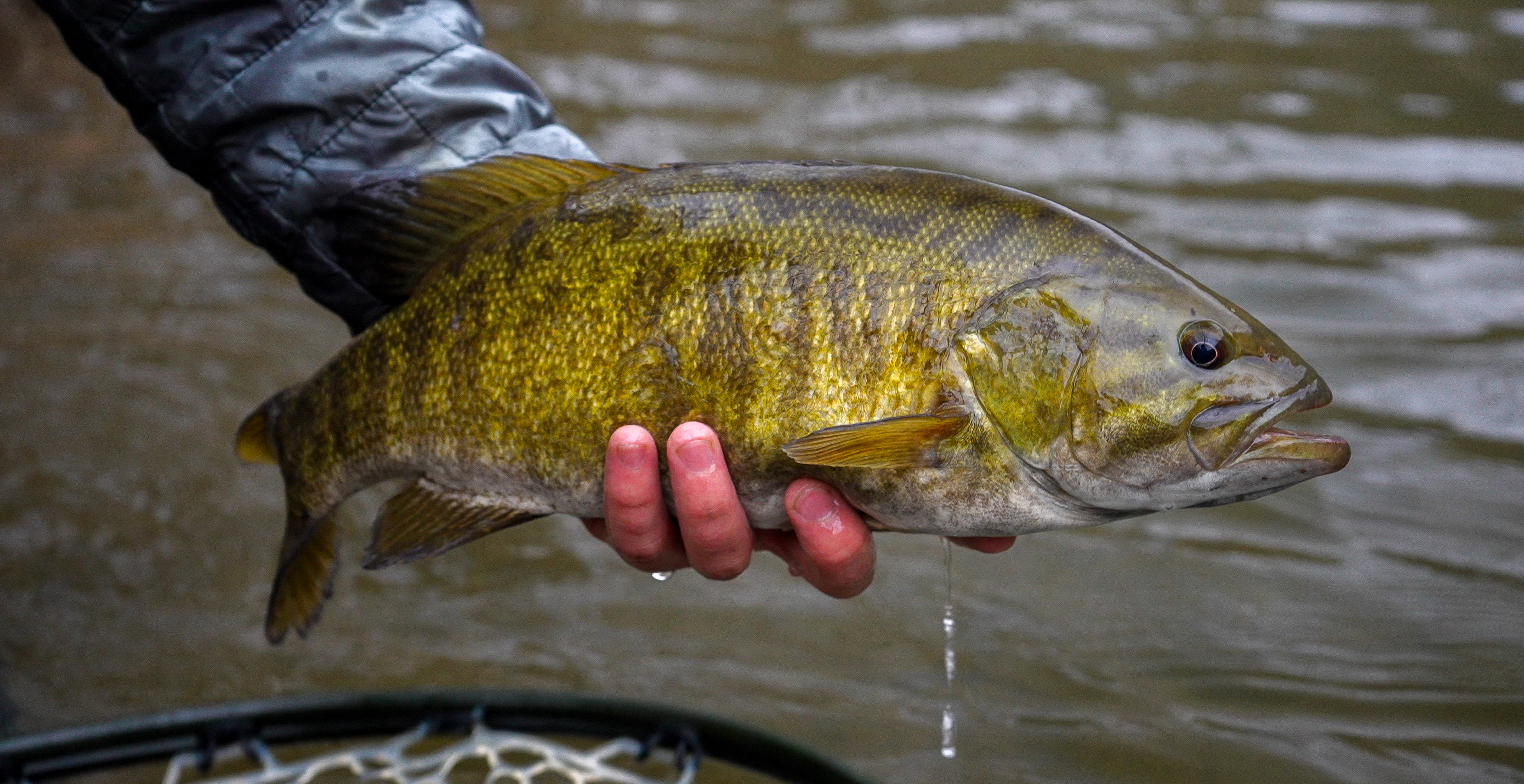 Smallmouth bass on Penn's Creek