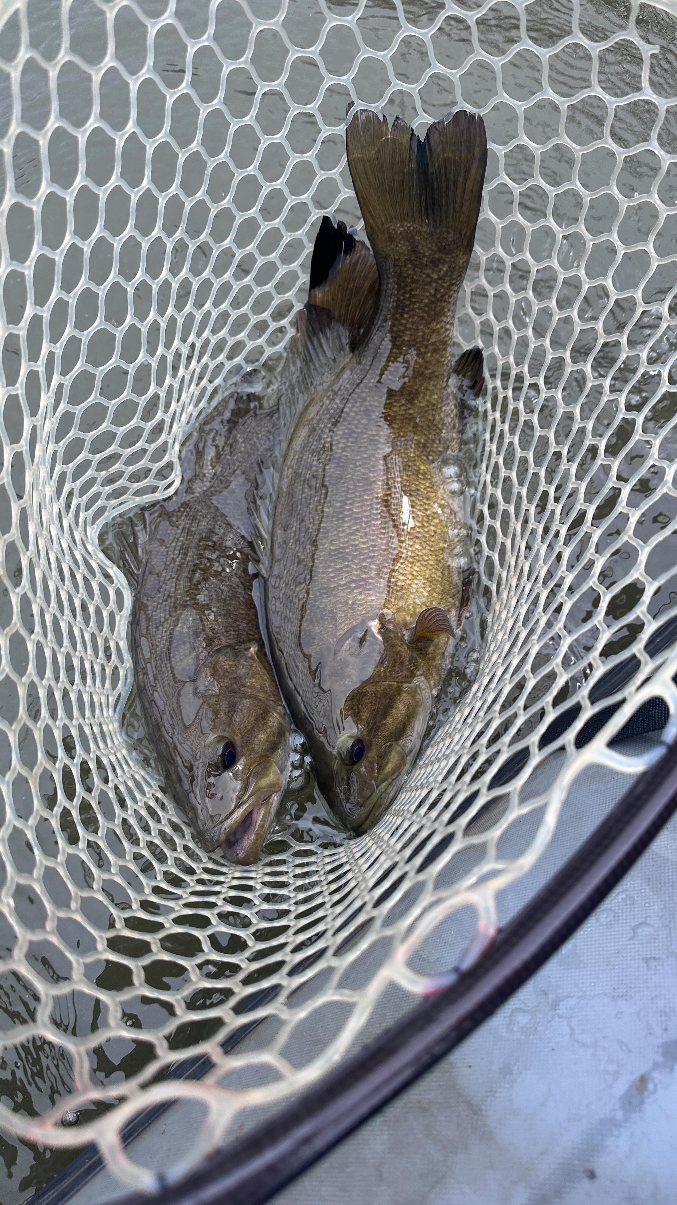 Smallmouth bass in net