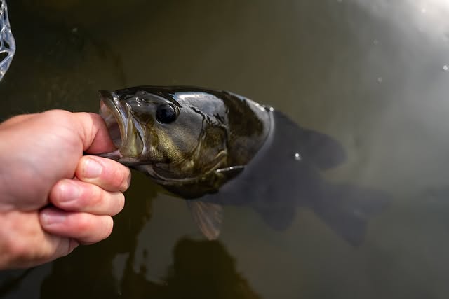 Landing a small mouth bass