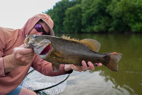 Healthy smallmouth bass