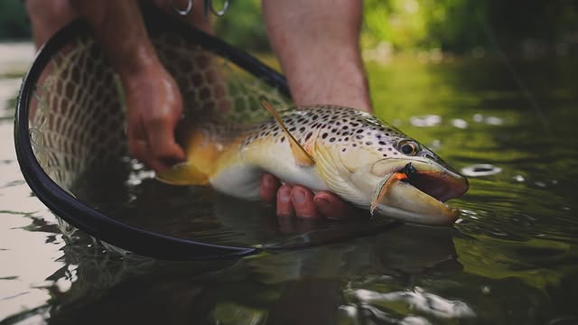 Trout fly fishing