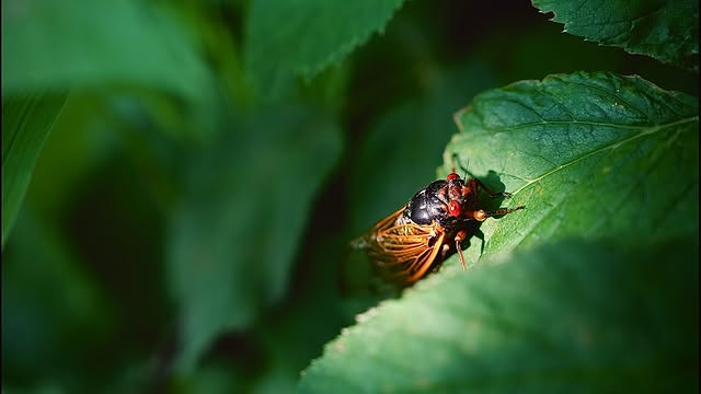 Bug on leaf