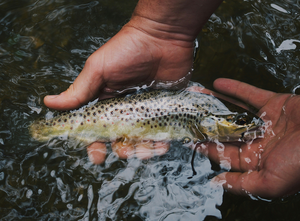 Clear Pennsylvania spring creek trout water